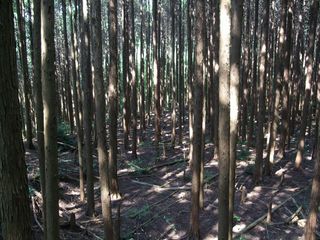 DSCF3755 DSCF3755