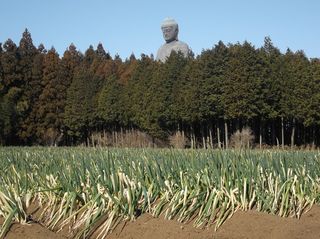 晴れた日は牛久大仏を見に 紀行歴史遊学