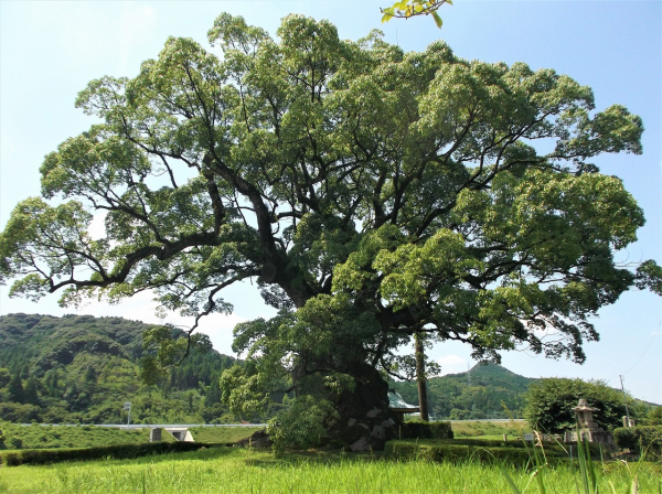 巨大クスノキの聖地 - 紀行歴史遊学