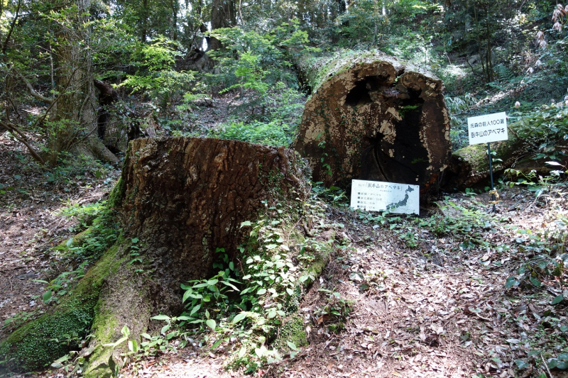 臥牛山のアベマキ